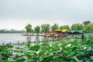 湖畔荷塘游船美景
