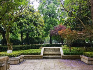 静谧园林中的石阶景致