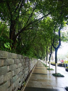 雨后林荫小道