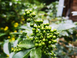 嫩绿花椒果