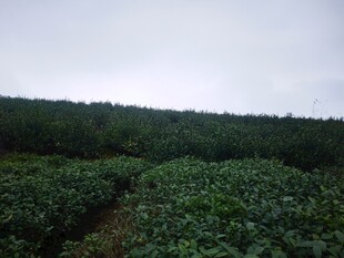 绿意盎然的大片茶园