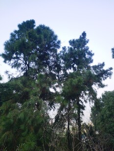 挺拔松树