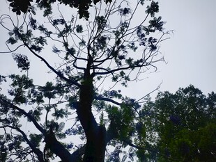 枯树挺立在绿意背景中