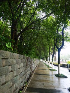 雨后绿荫小道