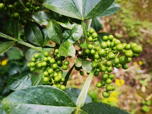 绿叶间的青花椒果实