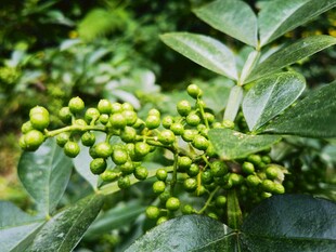 绿色植物上的青嫩果实