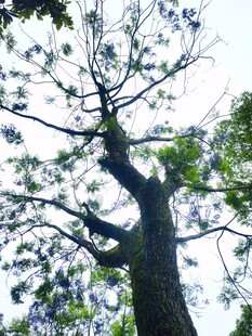 仰望挺拔大树
