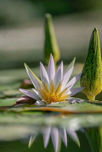 水中绽放的美丽睡莲