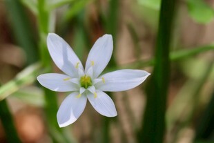 白色小花绽放于草丛中