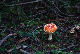 森林中鲜艳的橙红斑点蘑菇