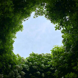 透过绿植望蓝天