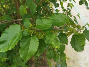 绿叶繁茂的植物特写