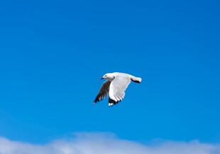 蓝天中翱翔的白色海鸥