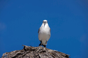 白鸟立于石上望蓝天