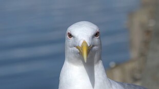 凝视的海鸥