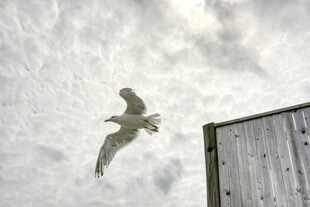 海鸥翱翔于建筑旁天空