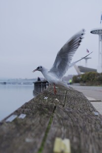 海鸥立于岸边展翅瞬间