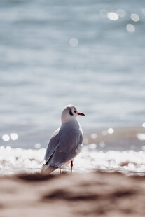 海边独站的海鸥
