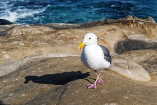 岩石上的海鸥