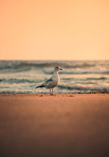夕阳下海滩上的孤独海鸥