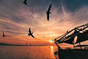夕阳下飞鸟与栈桥美景