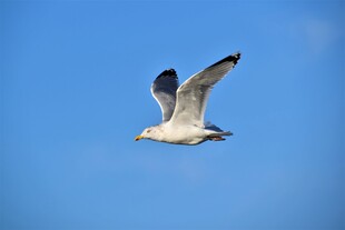 蓝天中翱翔的海鸥