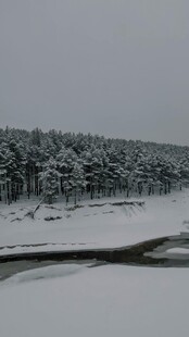 冬日雪覆森林河流景观