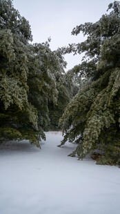 雪覆树木的冬日静谧景象