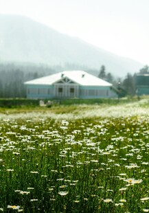 田园花海中的白色小屋