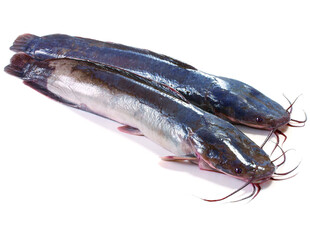 胡子鲶