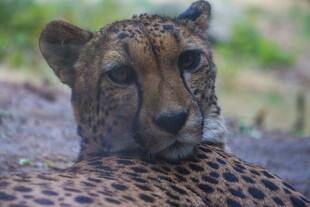 凝视的猎豹