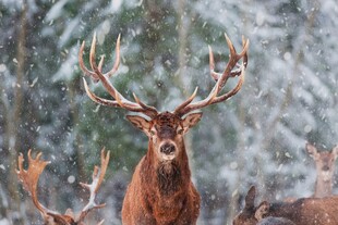 雪中雄鹿与鹿群