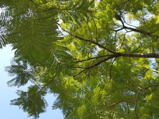 夏日繁茂绿树仰视景象