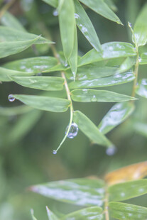 凤尾竹竹叶上的晶莹水珠
