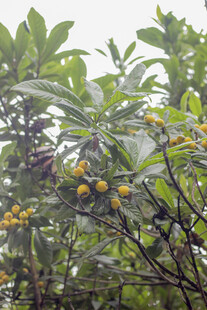 枇杷枝头黄果绿叶的繁茂景象