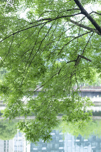 黄连木绿叶垂枝映水中