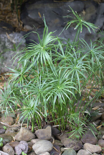 石间翠绿风车草