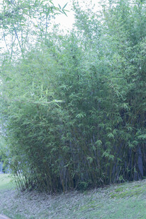 茂密竹林景观