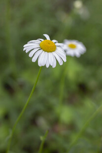 清新白花大滨菊