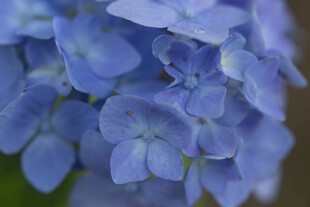 蓝绣球花特写