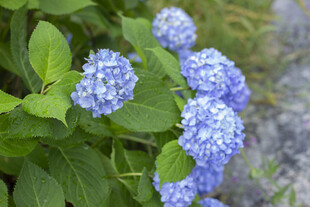 八仙花蓝绣球花绽放绿意间