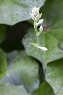玉簪花序