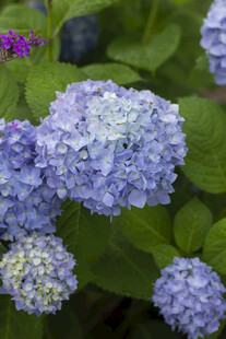 八仙花蓝紫色绣球花绽放