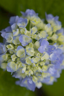 八仙花蓝白绣球花特写