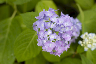八仙花紫色绣球花绽放