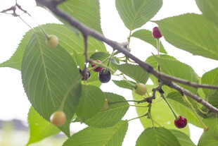 樱花枝头绿叶间的多彩果实