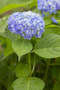 八仙花蓝绣球花绽放绿意间