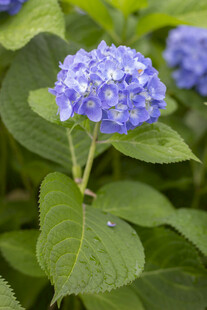 八仙花