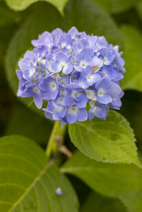 八仙花蓝绣球花特写