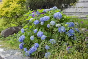 八仙花蓝绣球花丛